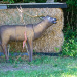 Hirsch mit Bogen auf einem Bogenparcours