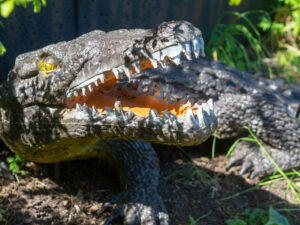 Krokodil mit geöffnetem Maul auf einem Bogenparcours